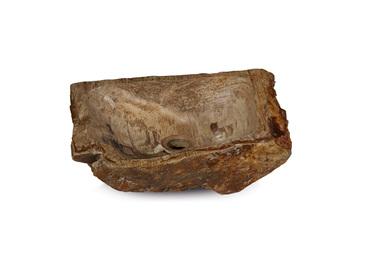 FOSSIL WOOD Natural